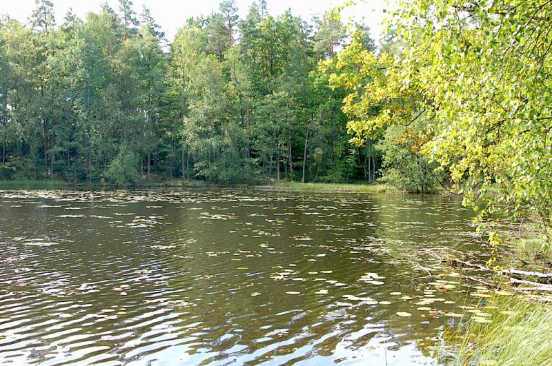 Bujna roslinność wodna.jpg